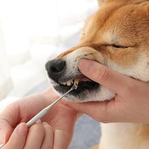 Dogs tandenkrabber – Tandreiniger