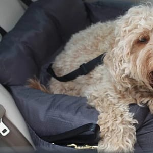 Auto Reismand – Honden autostoel
