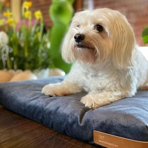 SoftPET-matras – Hondenbed – Maat L