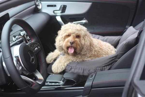 automand vervoer je hond in de auto
