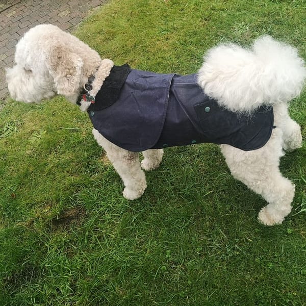 waxcoat for medium dogs
