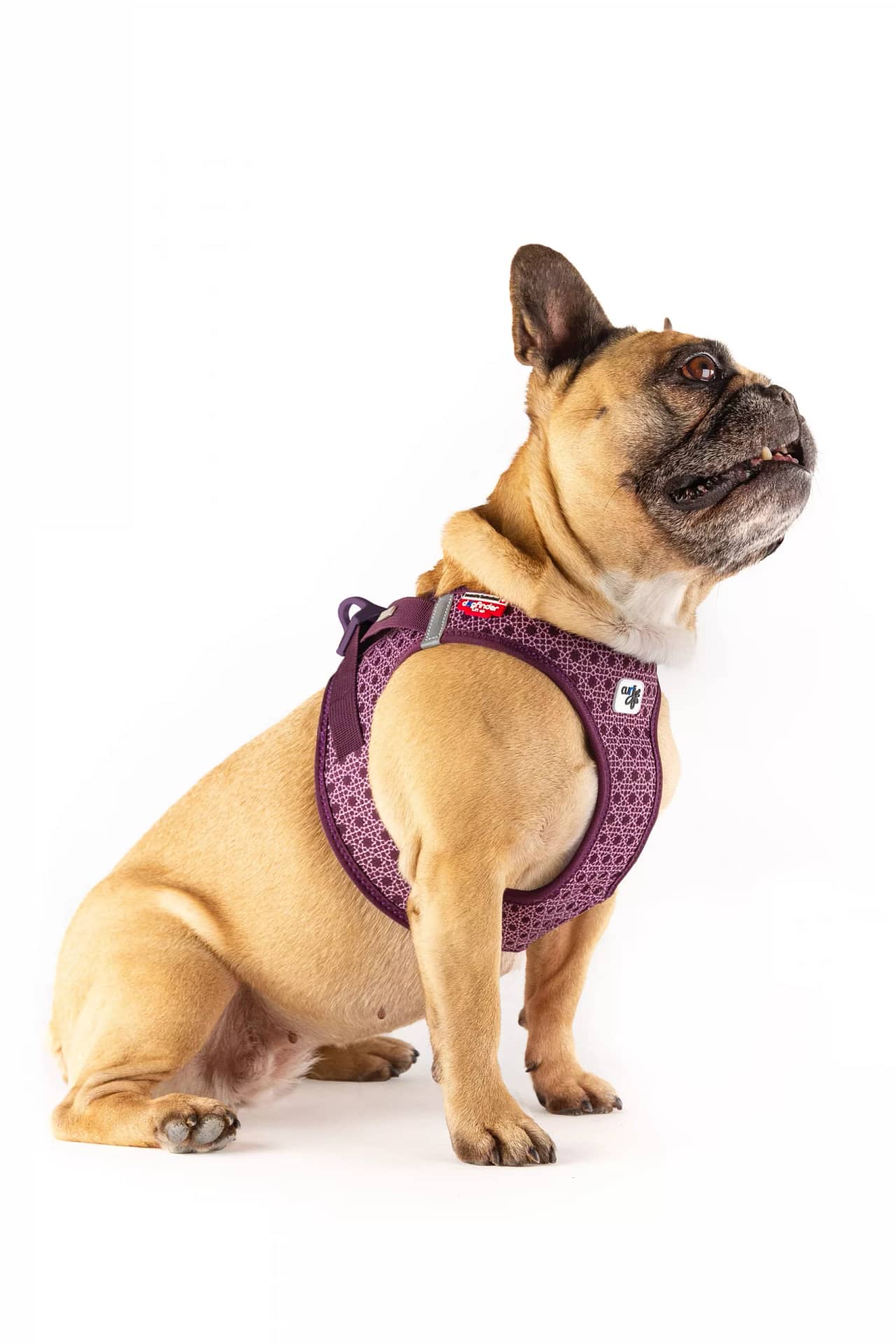 Modderig Boren vals Harnasje Curli Clasp Air-Mesh – Limited Edition Prince Purple – Dogs en  Doodles Shop